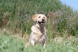 GOLDEN RETRIEVER 250